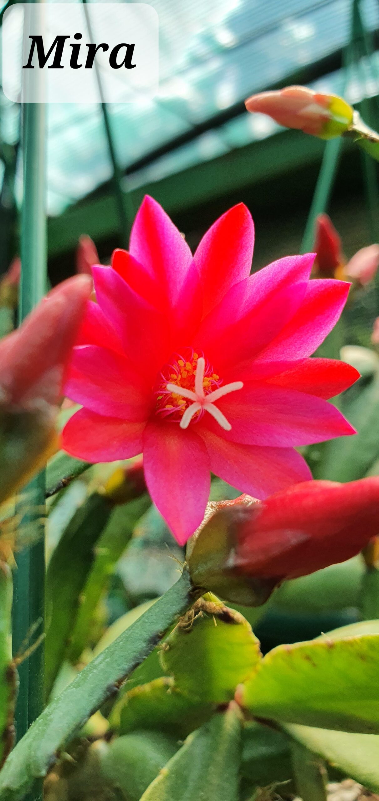 Rhipsalidopsis - Mira