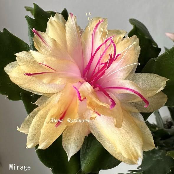 Schlumbergera - Double Mirage