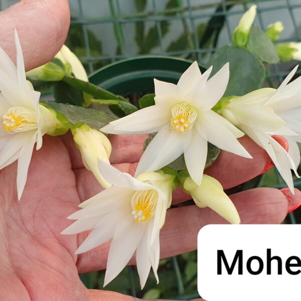 Rhipsalidopsis - Mohegan Spirit