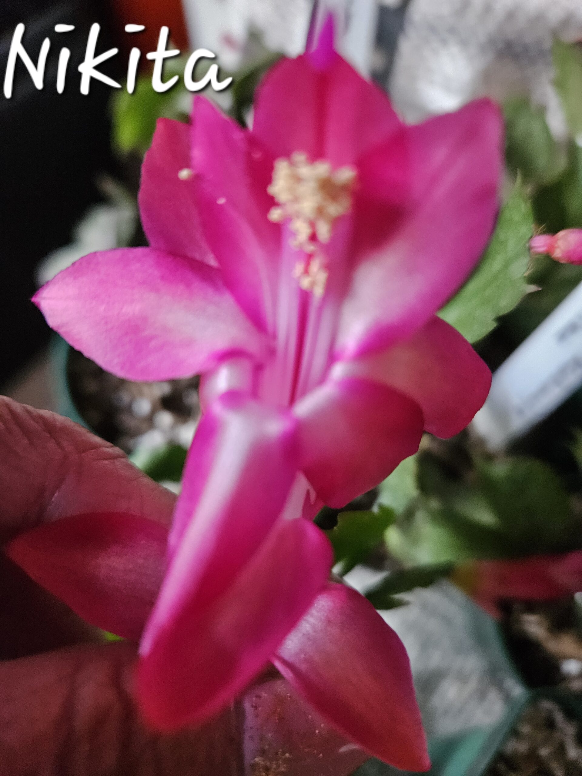 Rhipsalidopsis - Nikita