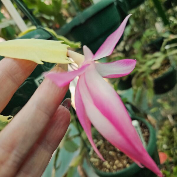 Schlumbergera - Norris varigated