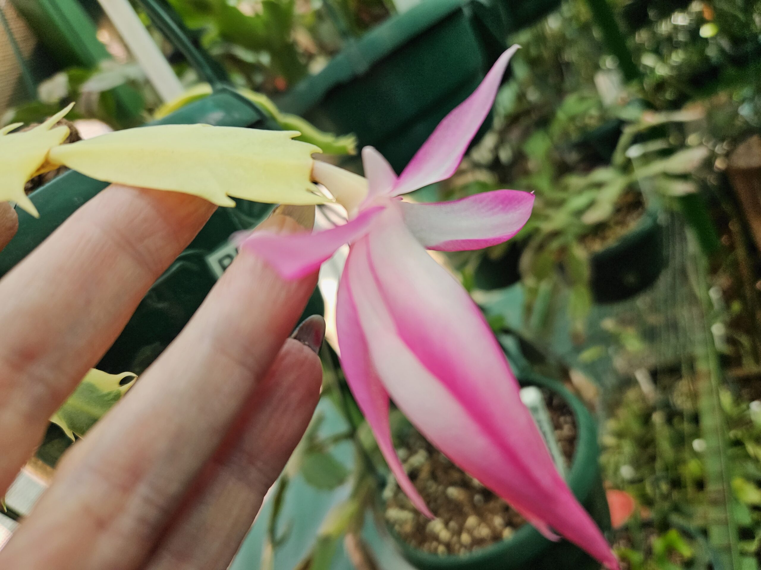 Schlumbergera - Norris varigated