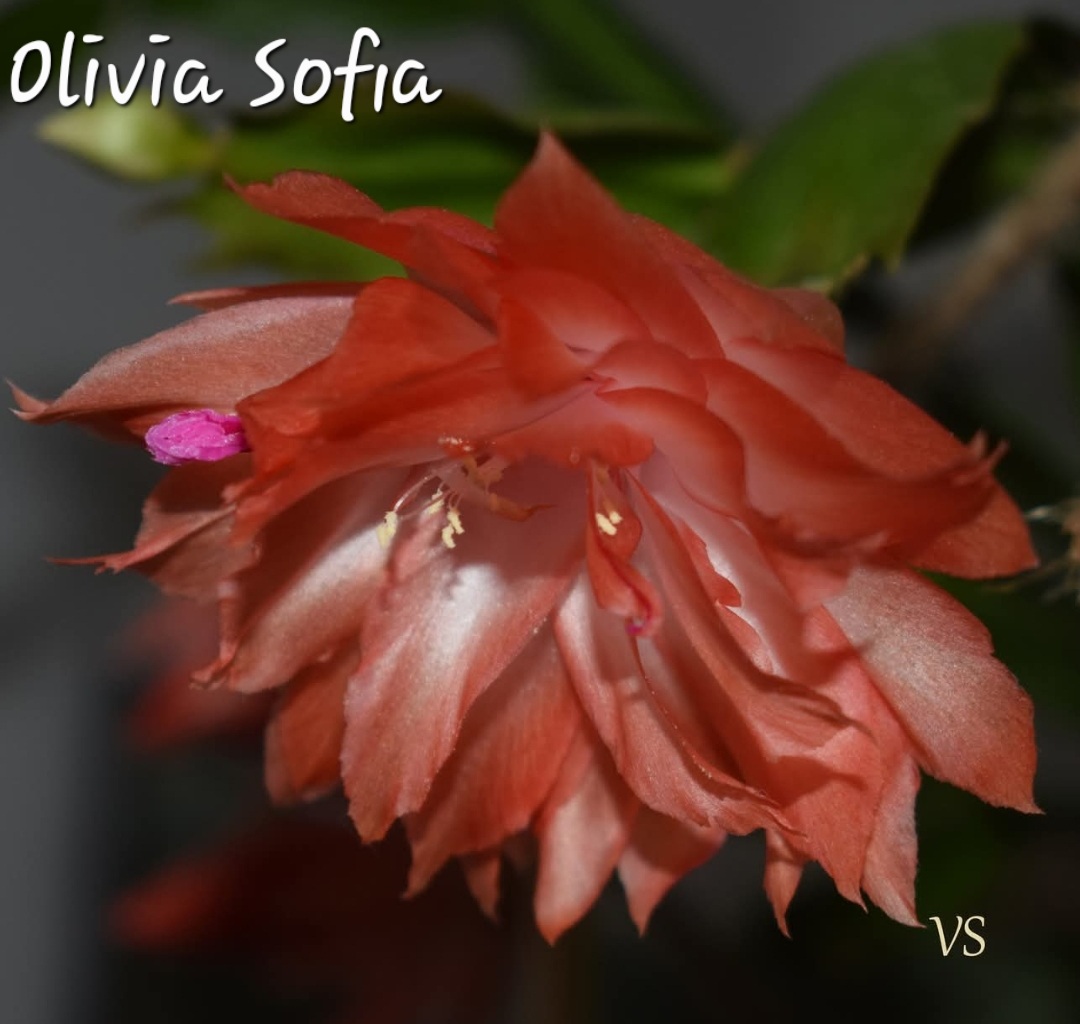 Schlumbergera - Olivia Sofia