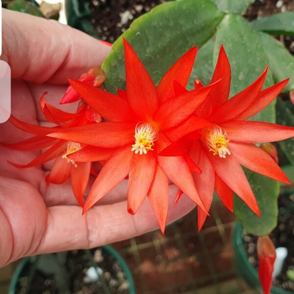 Rhipsalidopsis - Orange Fire