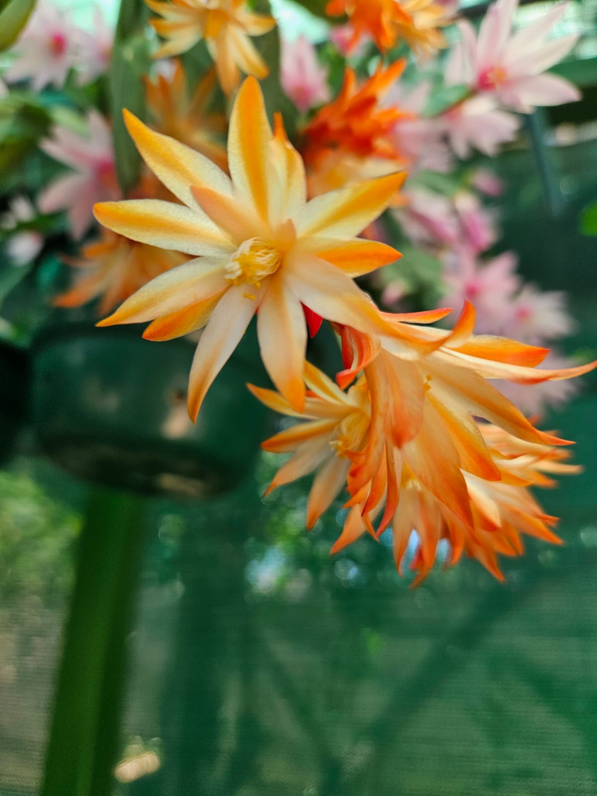 Rhipsalidopsis - Parnell