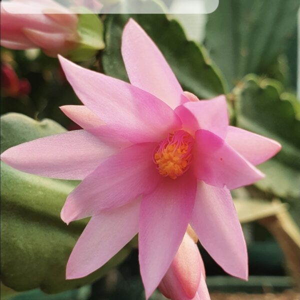 Rhipsalidopsis - Pawnee Spirit