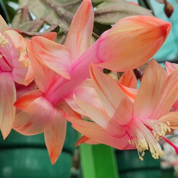 Schlumbergera - Peaches and Cream