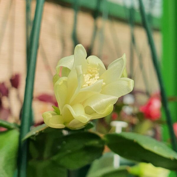 Schlumbergera - Petite Diamond