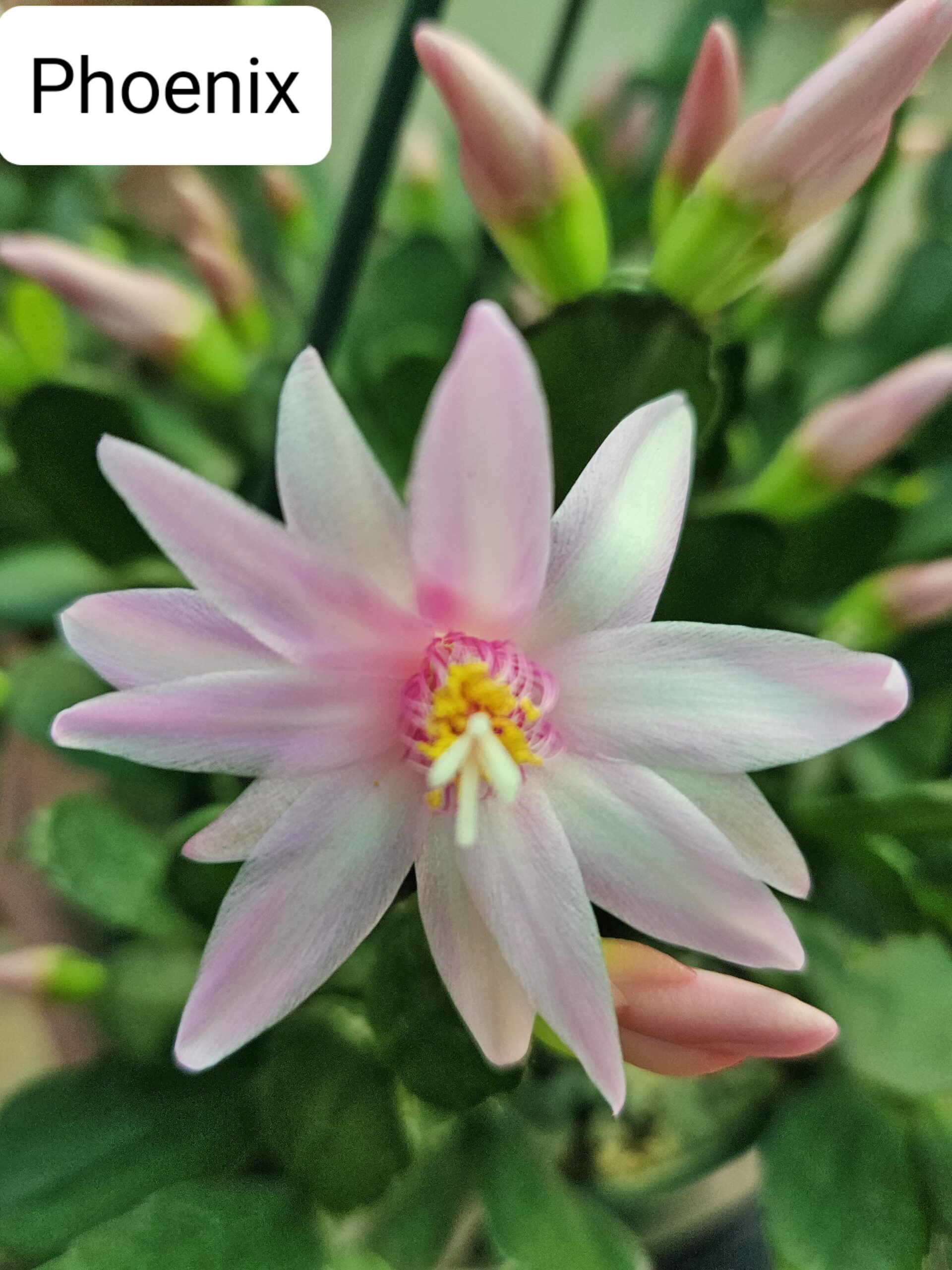 Rhipsalidopsis - Phoenix