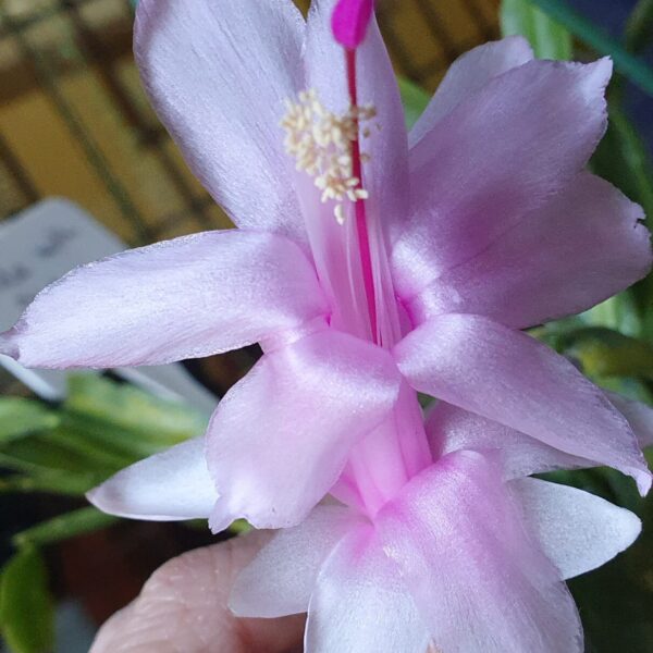 Schlumbergera - Pink Lady