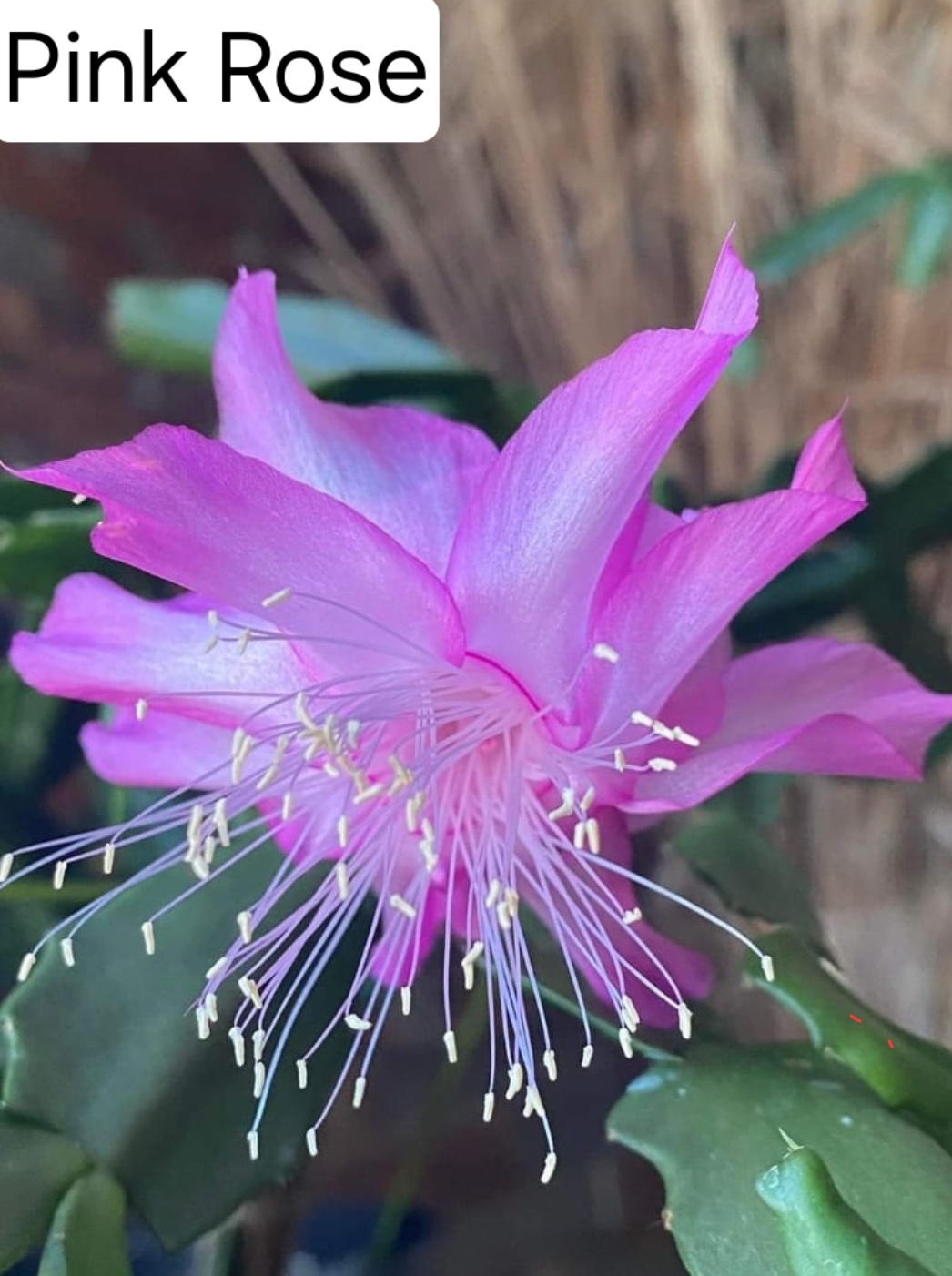 Schlumbergera - Pink Rose