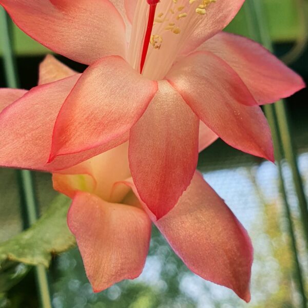 Schlumbergera - Priscilla