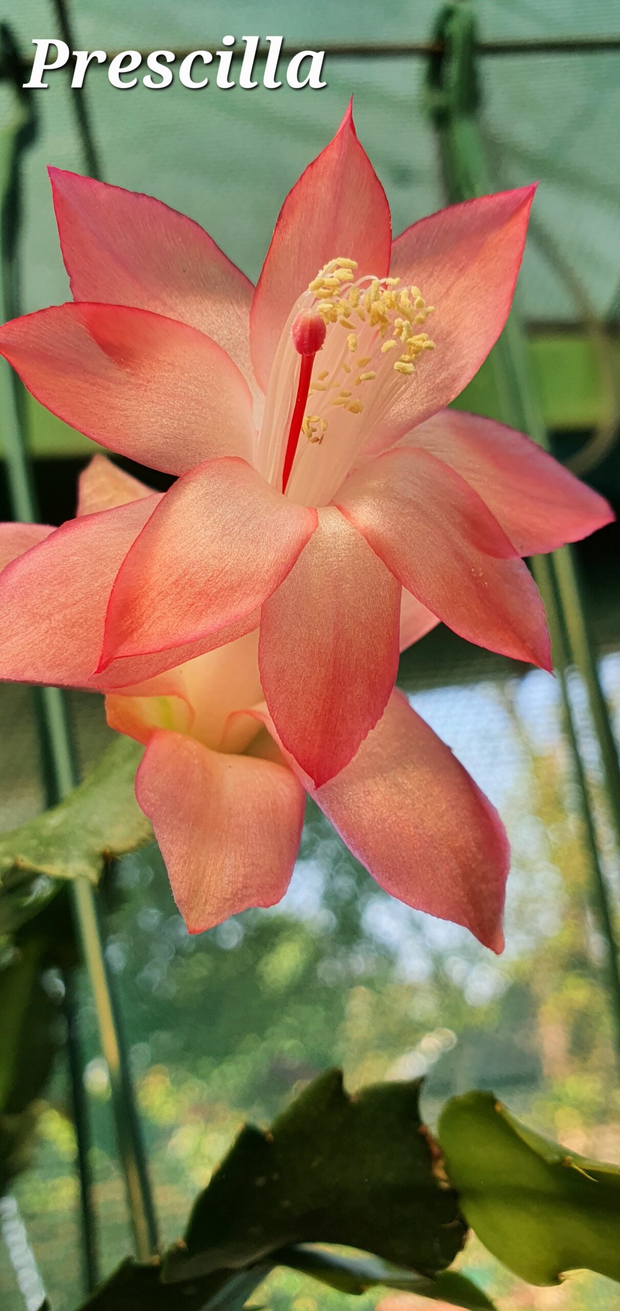 Schlumbergera - Priscilla - Image 2