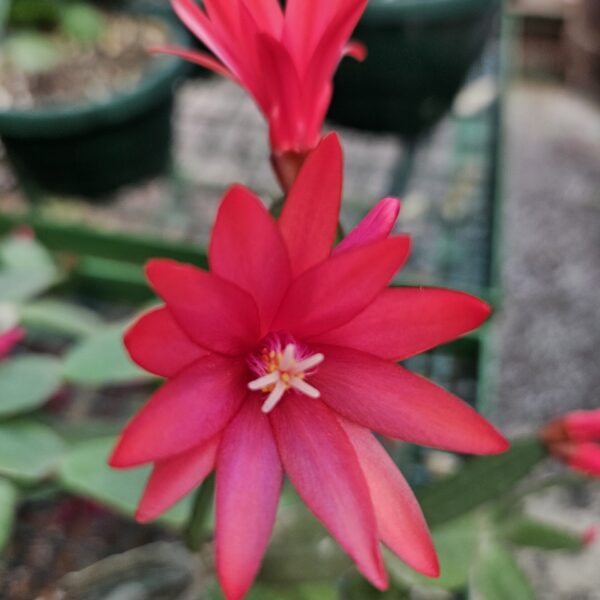 Rhipsalidopsis - Noid (President Red)