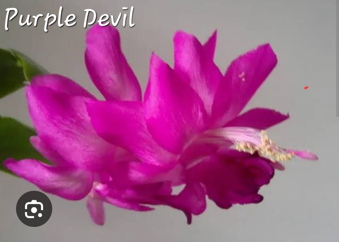 Schlumbergera - Purple Devil