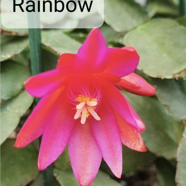 Rhipsalidopsis - Rainbow