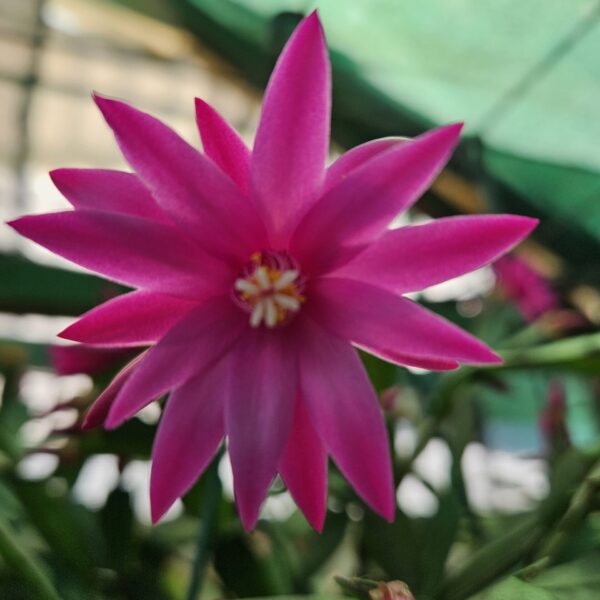 Rhipsalidopsis - Rebel Rose