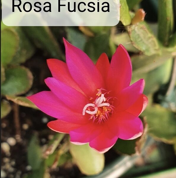 Rhipsalidopsis - Rosa Fucsia