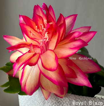 Schlumbergera - Royale Blaze (AN073)