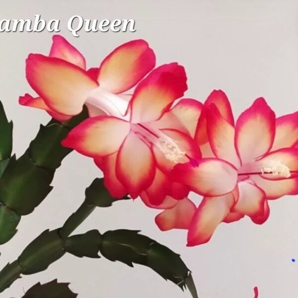 Schlumbergera - Samba Queen
