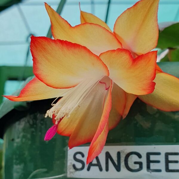 Schlumbergera