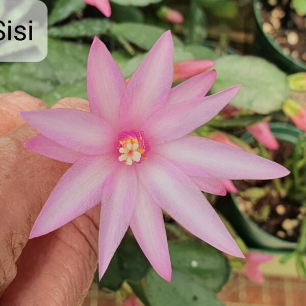 Rhipsalidopsis - Sisi