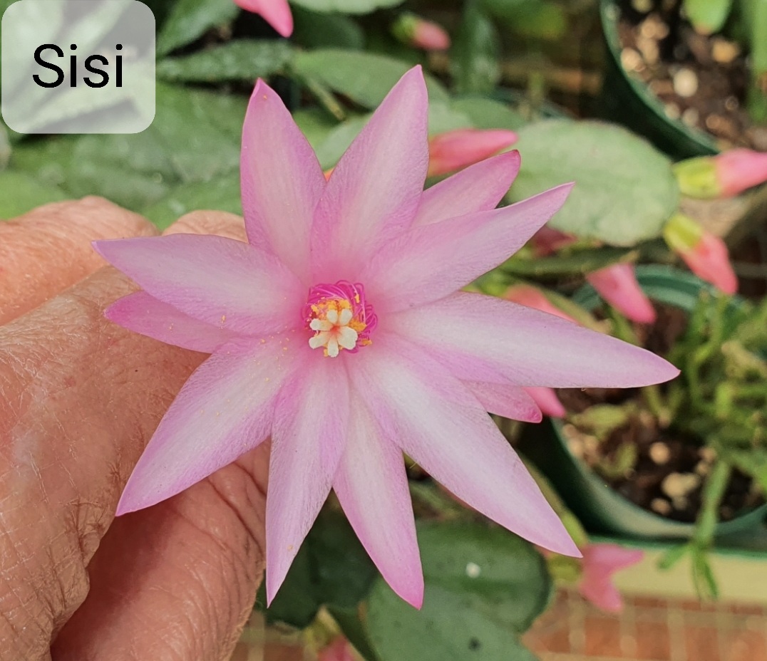 Rhipsalidopsis - Sisi