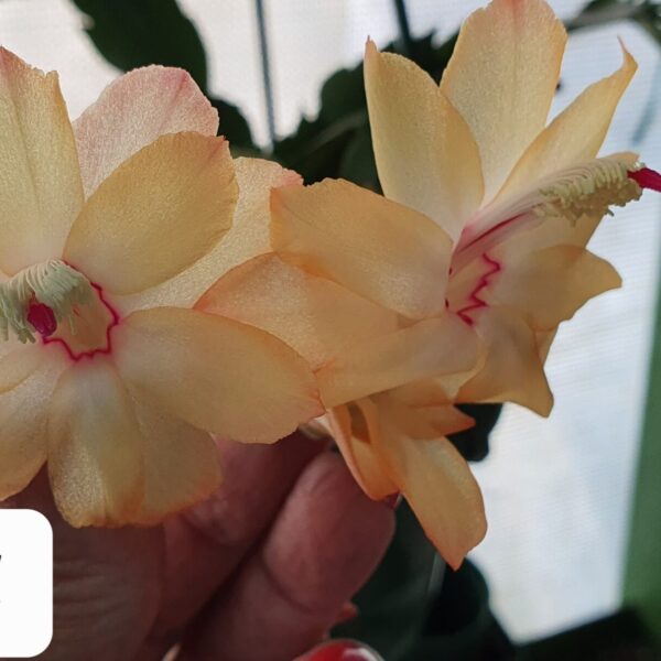 Schlumbergera - Sol Brasil