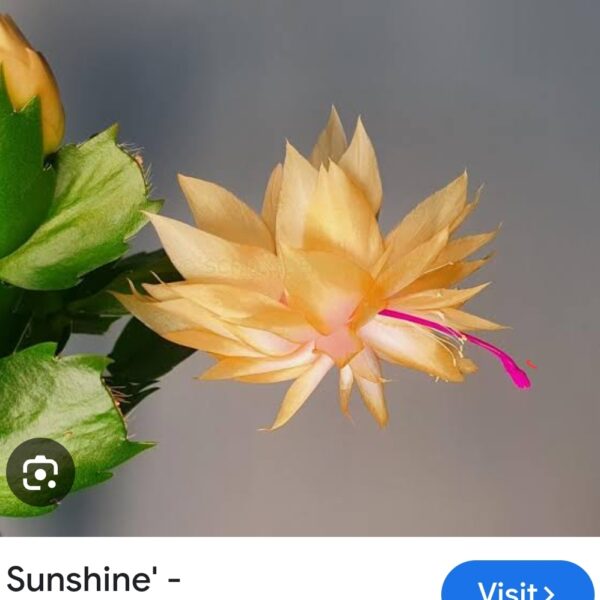 Schlumbergera - Sunshine