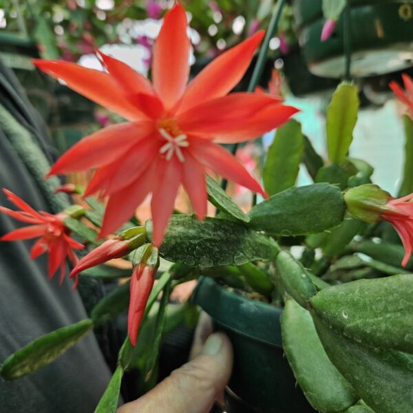 Rhipsalidopsis - Suttors Gold