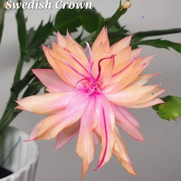Schlumbergera - Swedish Crown