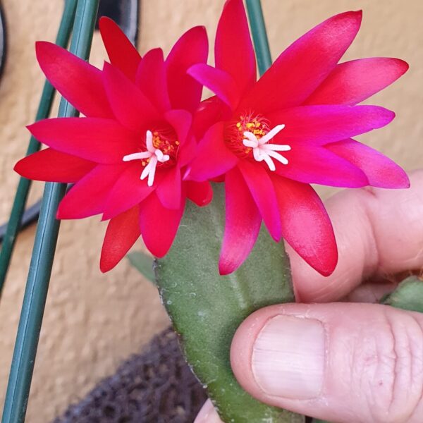 Rhipsalidopsis - Thor Gunne