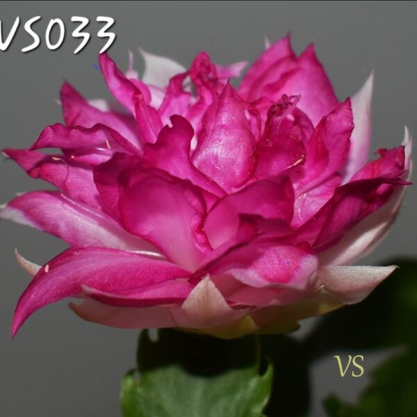 Schlumbergera - VS033