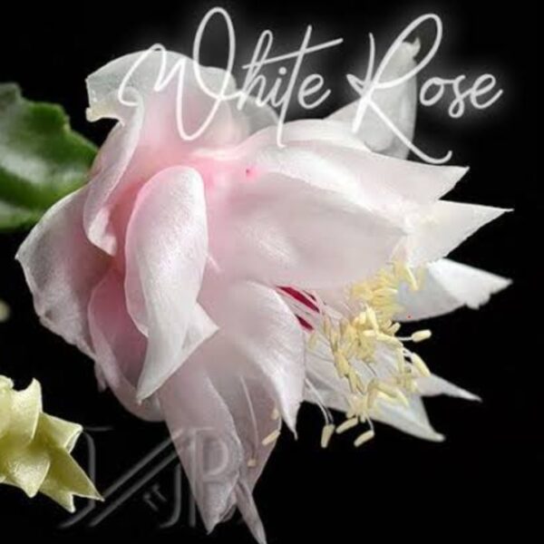 Schlumbergera - White Rose