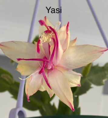 Schlumbergera - Yazi