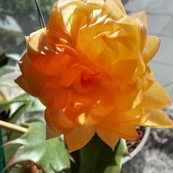 Schlumbergera - Yellow Dwarf