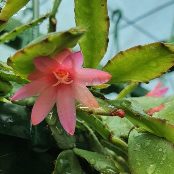 Rhipsalidopsis - Yvonne Pelham