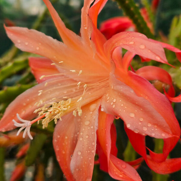 Aporocactus