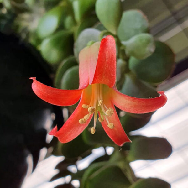 Cotyledon
