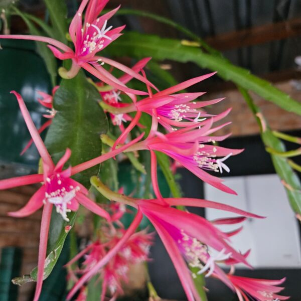Discocactus Biformis