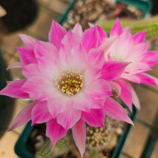 Echinopsis Chamaecereus