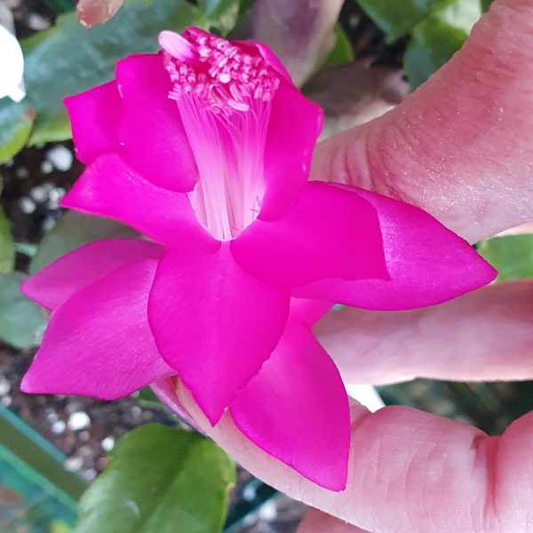 Schlumbergera - St Charles