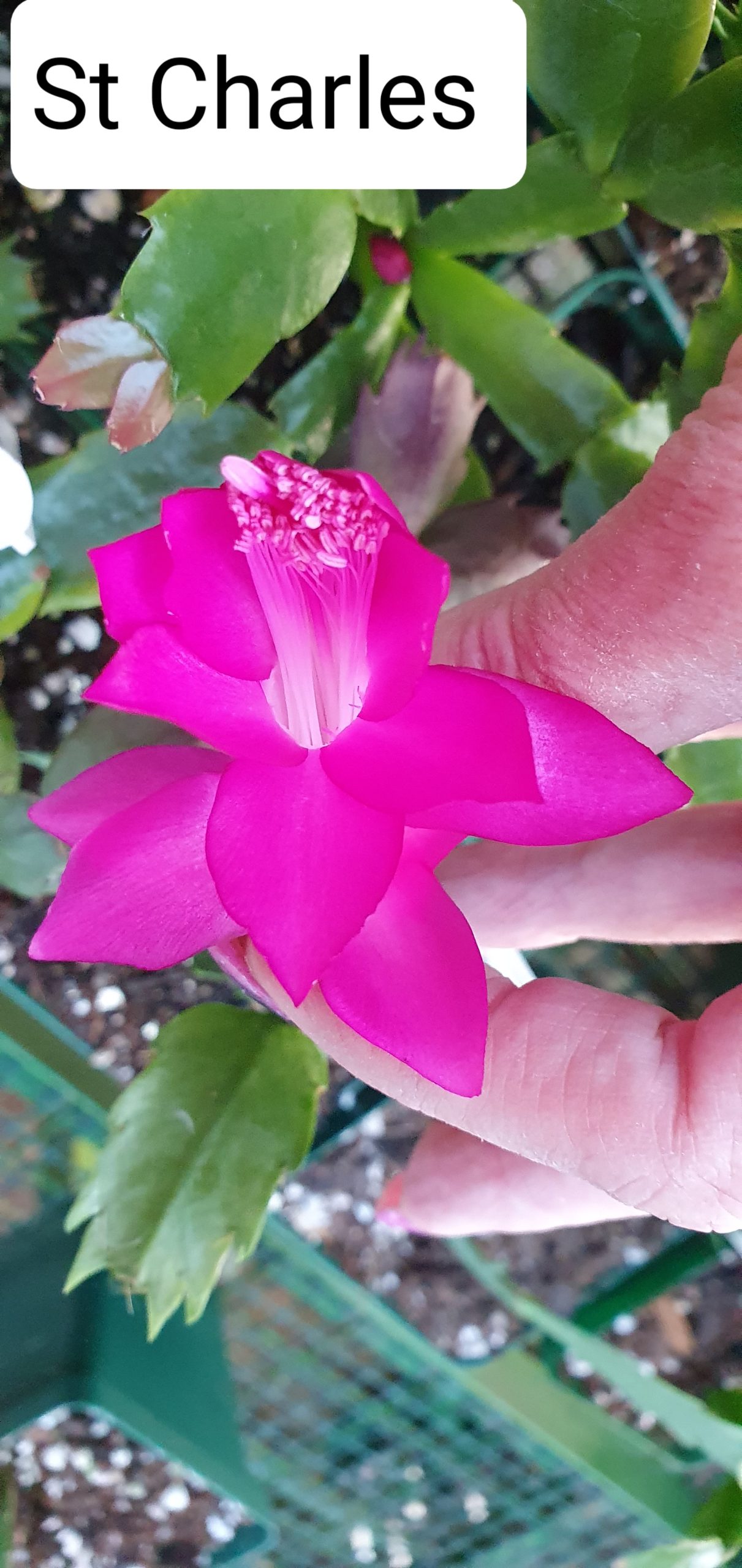 Schlumbergera - St Charles