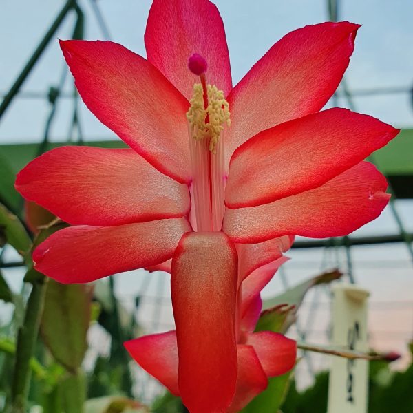 Schlumbergera - Star Brite
