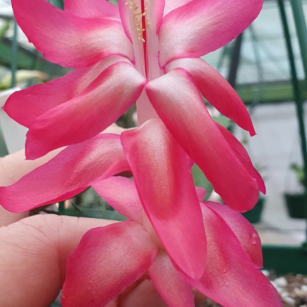 Schlumbergera - Stolen Beauty