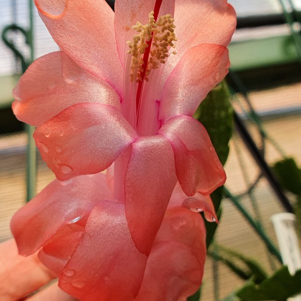 Schlumbergera - Sunset Dancer