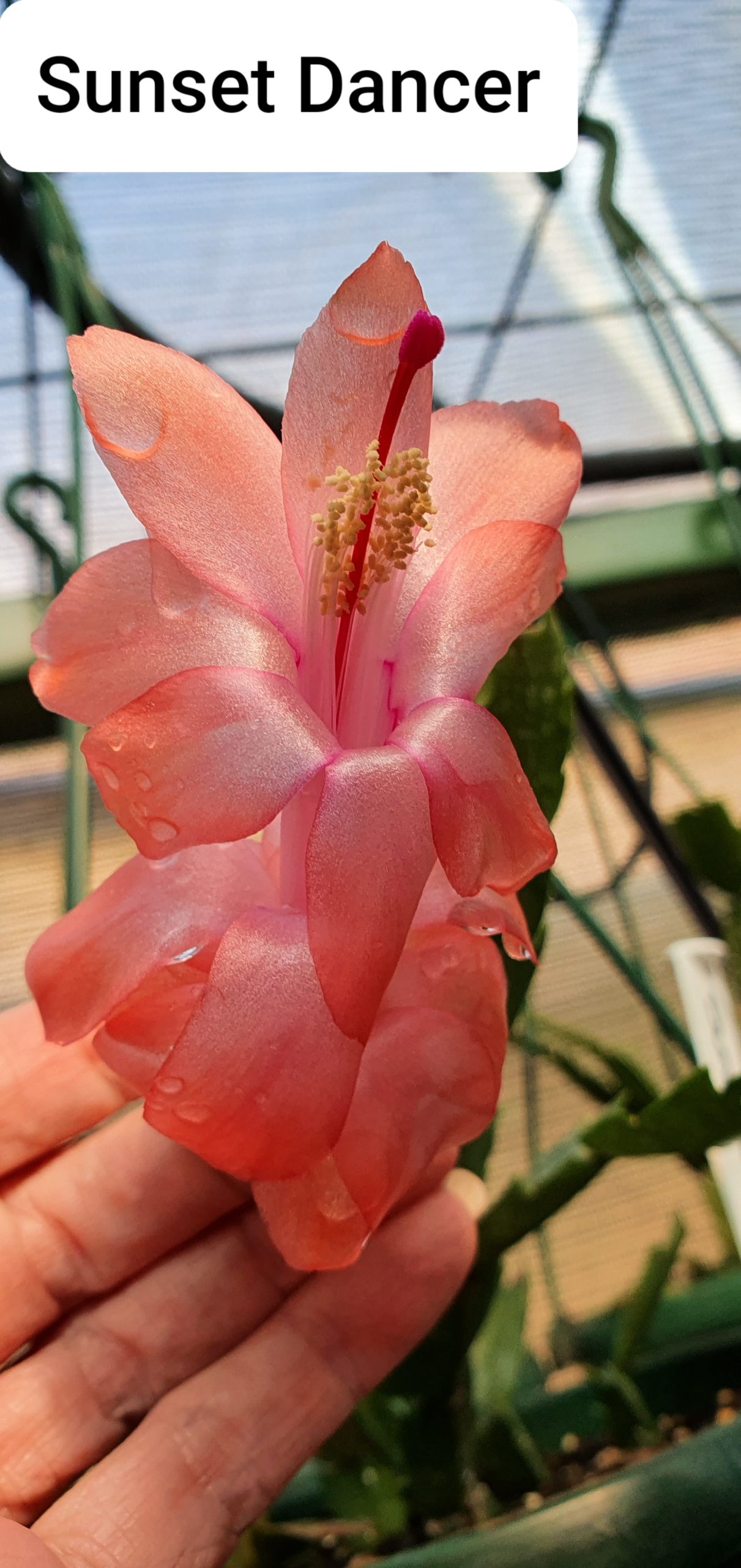 Schlumbergera - Sunset Dancer