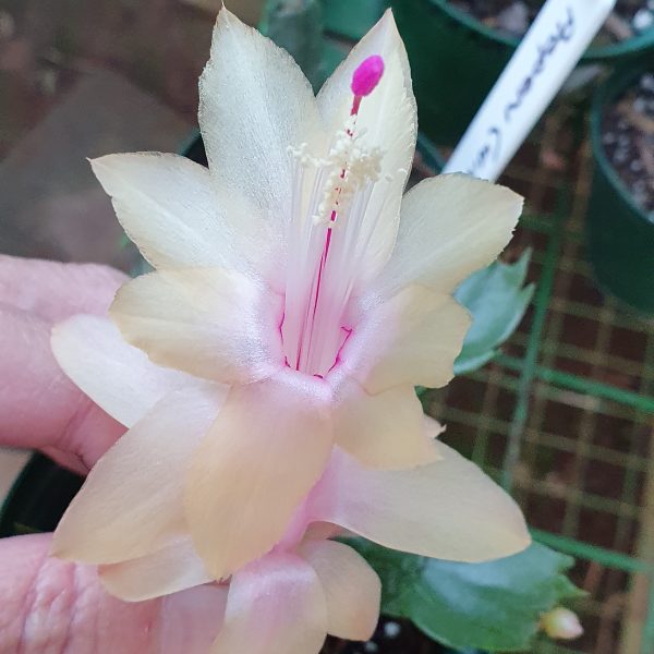 Schlumbergera - Thor Alex