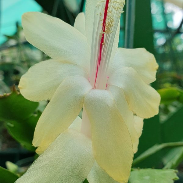 Schlumbergera - Thor Emma