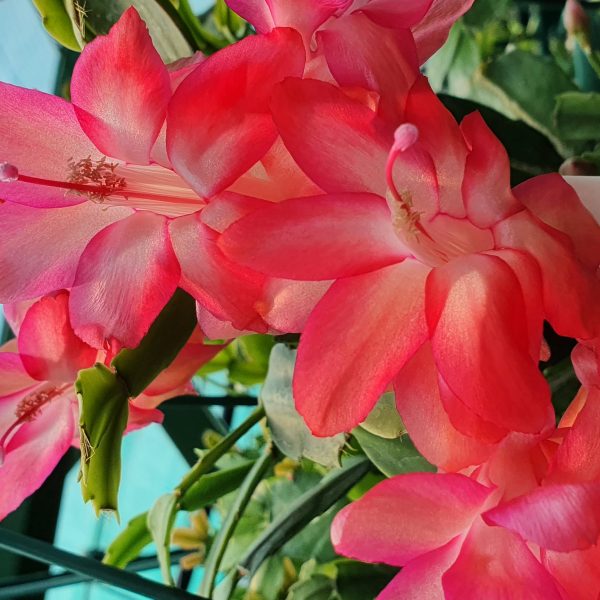 Schlumbergera - Thor Kiri